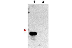 Image no. 1 for anti-Transmembrane BAX Inhibitor Motif Containing 1 (TMBIM1) (N-Term) antibody (ABIN401050) (TMBIM1 antibody  (N-Term))