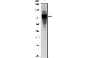 Western blot analysis using ARNTL mouse mAb against ARBTL(AA: 1-310)-hIgGFc transfected HEK293 cell lysate. (ARNTL antibody)