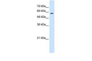 Image no. 1 for anti-Chaperonin Containing TCP1, Subunit 8 (Theta) (CCT8) (C-Term) antibody (ABIN6738189) (CCT8 antibody  (C-Term))