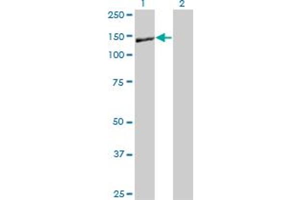 Nidogen 1 antibody  (AA 1148-1247)