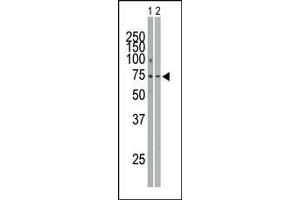 The anti-SYK Pab (ABIN6243735 and ABIN6579008) is used in Western blot to detect SYK in THP-1 cell lysate (Lane 1) and mouse spleen tissue lysate (Lane 2). (SYK antibody  (C-Term))