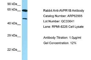 Western Blotting (WB) image for anti-Arginine Vasopressin Receptor 1B (AVPR1B) (C-Term) antibody (ABIN2789328) (AVPR1B antibody  (C-Term))