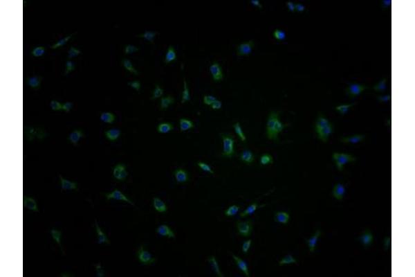 PCDHA1 antibody  (AA 276-324)