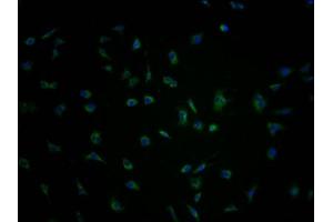 PCDHA1 antibody  (AA 276-324)