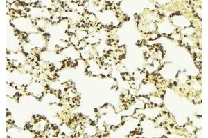 ABIN6277242 at 1/100 staining Mouse lung tissue by IHC-P. (NEDD9 antibody  (Internal Region))