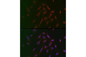 Immunofluorescence analysis of BALB-3T3 cells using TSC2 Rabbit pAb (ABIN6128542, ABIN6149611, ABIN6149612 and ABIN6213862) at dilution of 1:100 (40x lens). (Tuberin antibody  (AA 900-1150))
