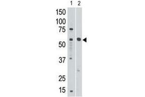 Image no. 1 for anti-Sialic Acid Binding Ig-Like Lectin 8 (SIGLEC8) (C-Term) antibody (ABIN357149) (SIGLEC8 antibody  (C-Term))