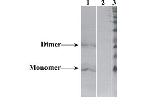 Western-Blot detection of human NRTN expressed in CHO cells.
