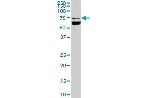 DEF6 MaxPab polyclonal antibody.