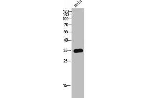 Western Blot analysis of HeLa cells using Olfactory receptor 8I2 Polyclonal Antibody (OR8I2 antibody  (Internal Region))