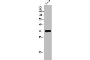 OR8I2 antibody  (Internal Region)