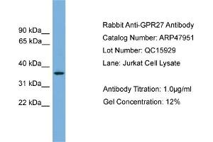 WB Suggested Anti-GPR27  Antibody Titration: 0. (GPR27 antibody  (N-Term))