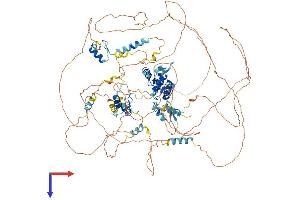 Teashirt Zinc Finger Homeobox 2 (tshz2) (AA 1-1034) protein (His tag)