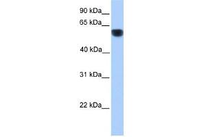 CYP1A1 antibody used at 1 ug/ml to detect target protein.