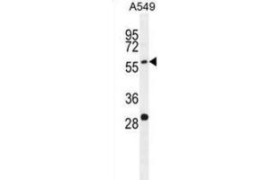 Western Blotting (WB) image for anti-Paralemmin 3 (PALM3) antibody (ABIN2996355)