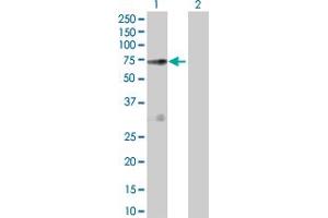 Western Blot analysis of NOS1AP expression in transfected 293T cell line by NOS1AP MaxPab polyclonal antibody. (NOS1AP antibody  (AA 1-506))
