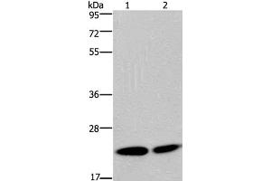 Western Blot analysis of Hela and Jurkat cell using NPM3 Polyclonal Antibody at dilution of 1:300