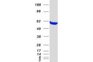 Validation with Western Blot (PPM1B Protein (Transcript Variant 1) (Myc-DYKDDDDK Tag))