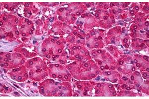 Anti-UBE2I antibody IHC staining of human pancreas. (UBE2I antibody  (AA 2-14))