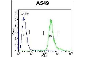 LRRC6 Antibody (Center) (ABIN655700 and ABIN2845153) flow cytometric analysis of A549 cells (right histogram) compared to a negative control cell (left histogram).
