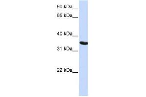 DPPA2 antibody used at 1 ug/ml to detect target protein. (DPPA2 antibody  (N-Term))