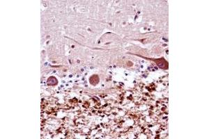 Formalin fixed and paraffin embedded human cerebellum tissue reacted with XRCC9 / FANCG Antibody (C-term) followed by peroxidase conjugation of the secondary antibody and DAB staining. (FANCG antibody  (C-Term))