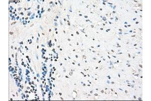 Image no. 1 for anti-Protein Phosphatase 5, Catalytic Subunit (PPP5C) antibody (ABIN1500391) (PP5 antibody)