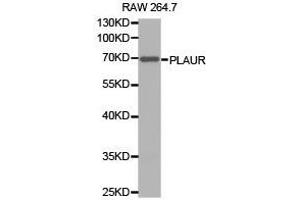 Western Blotting (WB) image for anti-Plasminogen Activator, Urokinase Receptor (PLAUR) antibody (ABIN2650943) (PLAUR antibody)