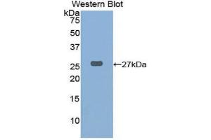 Western Blotting (WB) image for anti-Cathepsin K (CTSK) (AA 115-329) antibody (ABIN1858550)