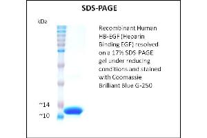 SDS-PAGE (SDS) image for Heparin Binding EGF (Active) protein (ABIN5509459) (Heparin Binding EGF (Active) Protein)