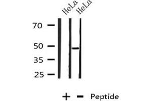 PLIN3 antibody