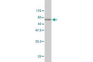 Western Blotting (WB) image for anti-Ribosomal RNA Processing 9, Small Subunit (SSU) Processome Component, Homolog (RRP9) (AA 1-475) antibody (ABIN563952)