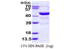 SDS-PAGE (SDS) image for Spermine Synthase, SMS (SMS) (AA 1-366) protein (His tag) (ABIN7279666)