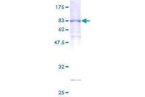 UNC5CL Protein (AA 1-518) (GST tag)