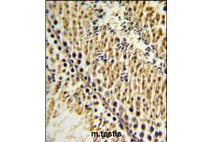 EXTL3 Antibody IHC analysis in formalin fixed and paraffin embedded testis tissue followed by peroxidase conjugation of the secondary antibody and DAB staining. (EXTL3 antibody  (N-Term))