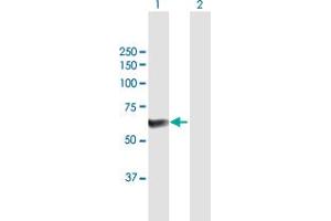 Western Blot analysis of PPP5C expression in transfected 293T cell line by PPP5C MaxPab polyclonal antibody. (PP5 antibody  (AA 1-499))