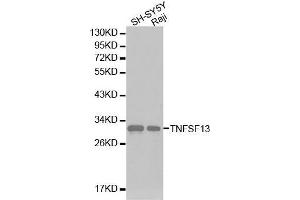 Western blot analysis of SH-SY5Y cell and Raji cell lysate using TNFSF13 antibody. (TNFSF13 antibody  (AA 105-247))