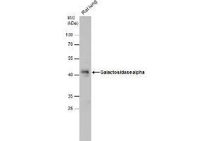 WB Image Galactosidase alpha antibody [N1C2] detects Galactosidase alpha protein by western blot analysis. (GLA antibody)