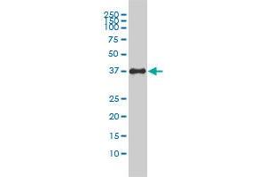 F11R monoclonal antibody (M01), clone 2E3-1C8 Western Blot analysis of F11R expression in HepG2 . (F11R antibody  (AA 1-299))