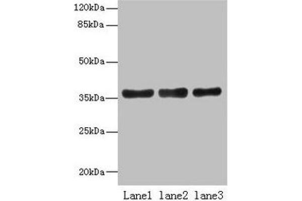 UPP2 antibody  (AA 1-317)
