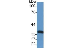 Detection of GAPDH in Human Lung lysate using Anti-Glyceraldehyde-3-Phosphate Dehydrogenase (GAPDH) Monoclonal Antibody (GAPDH antibody  (AA 2-148))