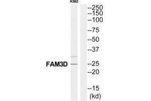 Western blot analysis of extracts from K562 cells, using FAM3D antibody. (FAM3D antibody  (C-Term))