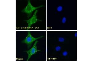 (ABIN6391364) Immunofluorescence analysis of paraformaldehyde fixed HepG2 cells, permeabilized with 0. (Doublecortin antibody  (AA 69-81))