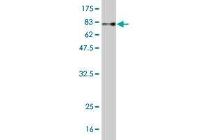 Western Blot detection against Immunogen (77 KDa) .