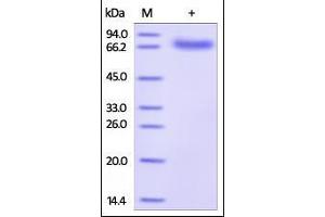 Biotinylated Human PD-L1, His Tag & Fc Tag on SDS-PAGE under reducing (R) condition. (PD-L1 Protein (AA 19-238) (His tag,Fc Tag,AVI tag,Biotin))