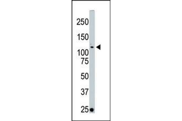 STK10-A antibody  (C-Term)