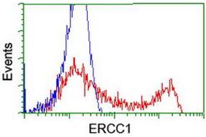 HEK293T cells transfected with either RC200478 overexpress plasmid (Red) or empty vector control plasmid (Blue) were immunostained by anti-ERCC1 antibody (ABIN2455584), and then analyzed by flow cytometry. (ERCC1 antibody)