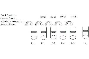 This picture shows the preparation of the positive control. (JAK1 ELISA Kit)