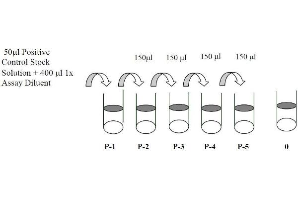 JAK1 ELISA Kit