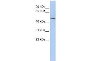 WB Suggested Anti-LRRC42 Antibody Titration: 0. (LRRC42 antibody  (N-Term))